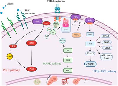 NTRK Fusions in a Sarcomas Series: Pathology, Molecular and Clinical Aspects